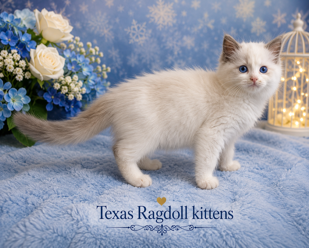 FREDERICK – Reserved for Kariana