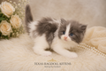 GRANGER – Smoke Bicolor Male Ragdoll Kitten
