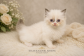 DUTCHESS Seal Bicolor Female Ragdoll Kitten