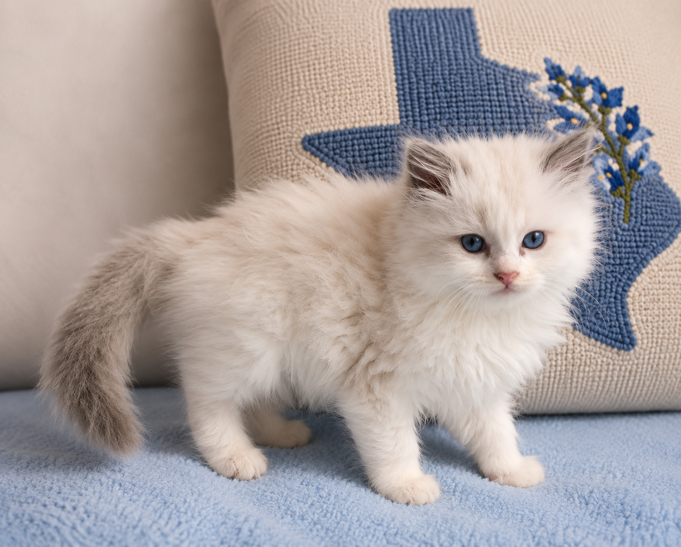 JAMIE | Lilac Bicolor Female Ragdoll Kitten