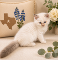 Winston – Lilac Bicolor Male Ragdoll Kitten