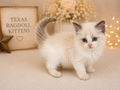 Graham – Blue Bicolor Male Ragdoll Kitten