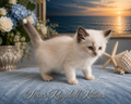 BYRON | Seal Bicolor Male Ragdoll Kitten