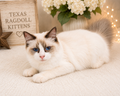 Marissa – Seal Bicolor Female Ragdoll Kitten