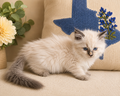 MERRICK | Mitted Blue Colourpoint Male Ragdoll Kitten