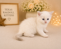 Dalia – Lilac Bicolor Female Ragdoll Kitten