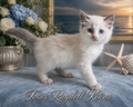 Nalia | Lilac Bicolor Ragdoll Kitten