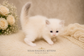 Lilac Bicolor Ragdoll Kitten