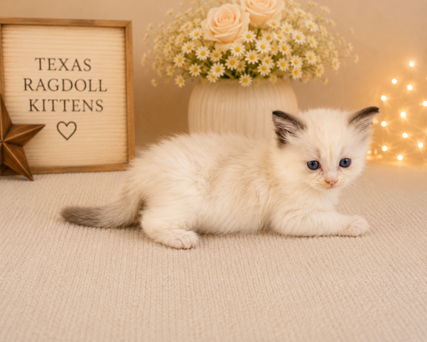 Cecilia – Seal Bicolor Female Ragdoll Kitten