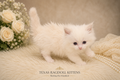 BARON Lilac Bicolor Male Ragdoll Kitten