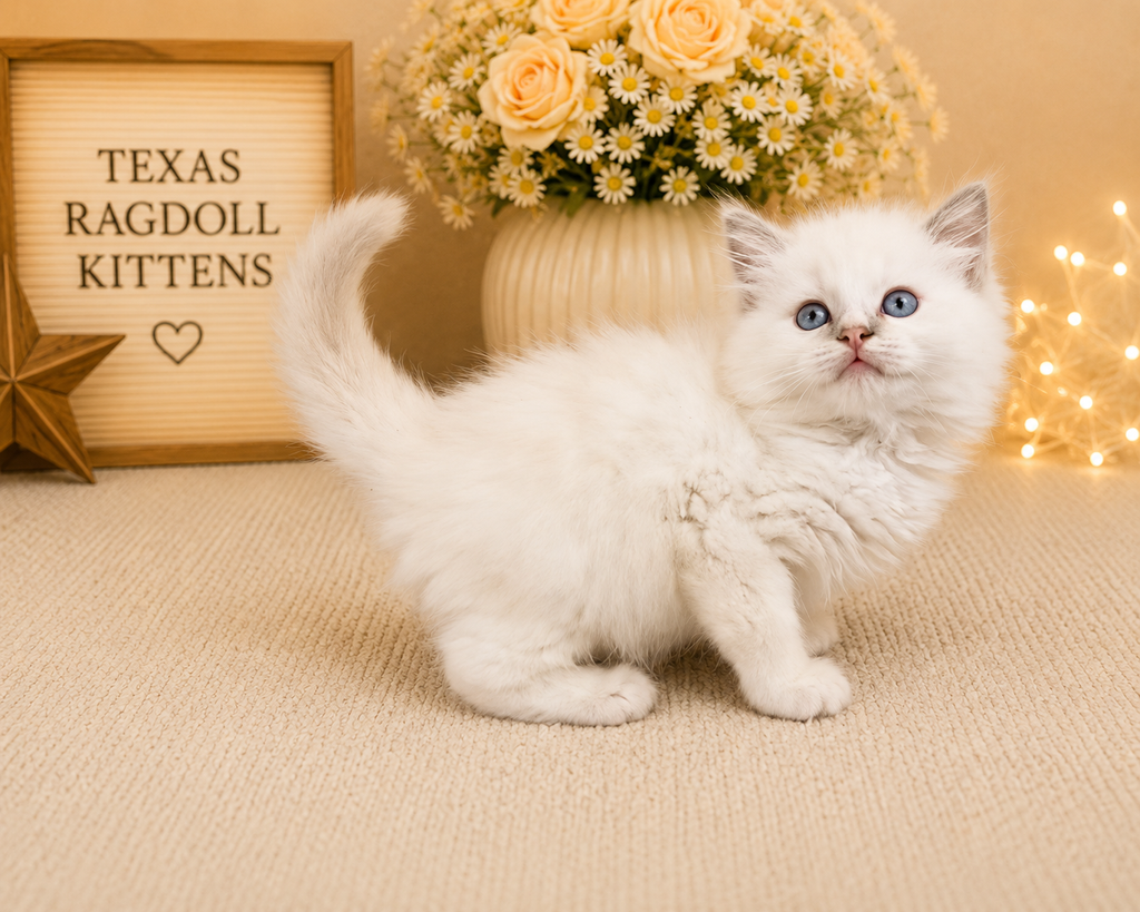 Maxwell | Mitted Blue Colourpoint Male Ragdoll Kitten