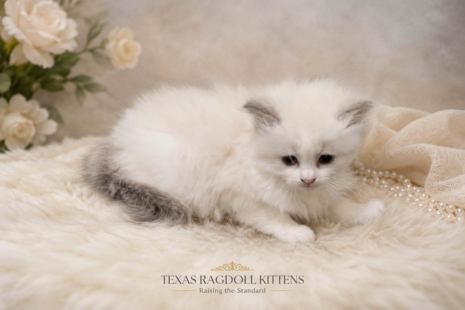 JAMES Lilac Bicolor Male Ragdoll Kitten
