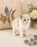Samson – Lilac Male Ragdoll Kitten