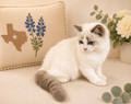 Jackie – Lilac Bicolor Female Ragdoll Kitten
