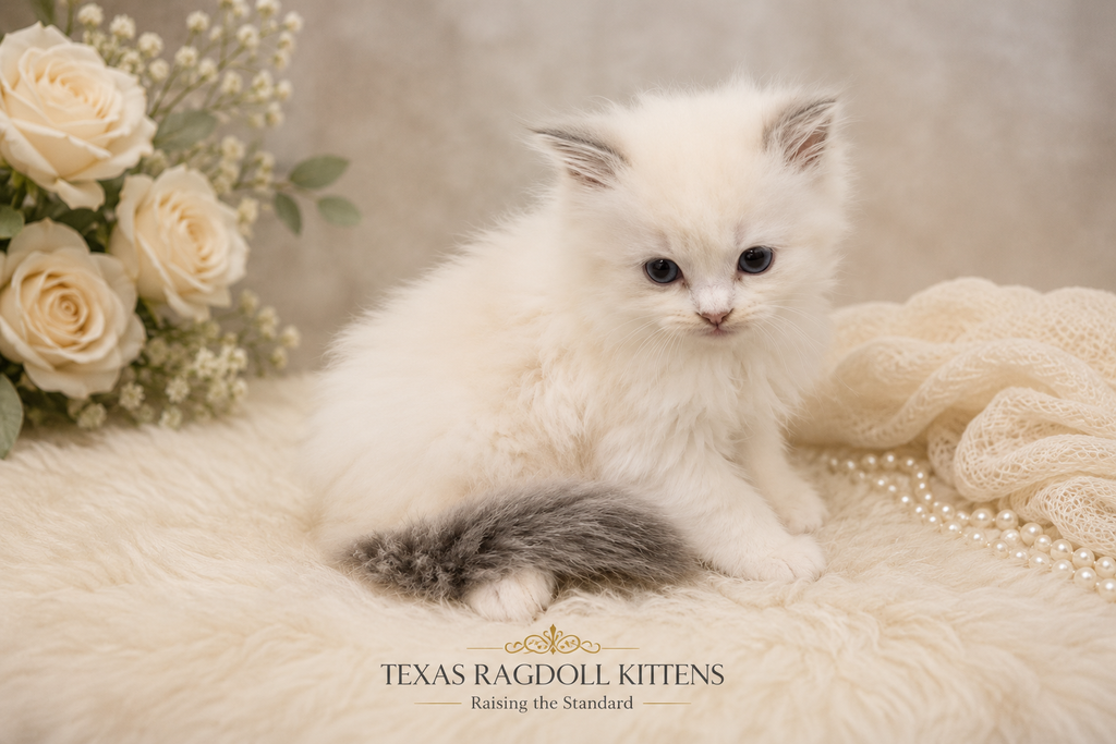 Lilac Bicolor Ragdoll Kitten