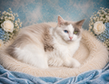 Patchouli – Blue Bicolor Female Ragdoll Cat (Retired Breeder)