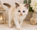Nash– Lilac Bicolor Male Ragdoll Kitten