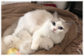 Delilah – Lilac Bicolor Female Ragdoll Retired Breeder
