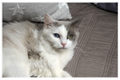 Patchouli – Blue Bicolor Female Ragdoll Cat with Heterochromia